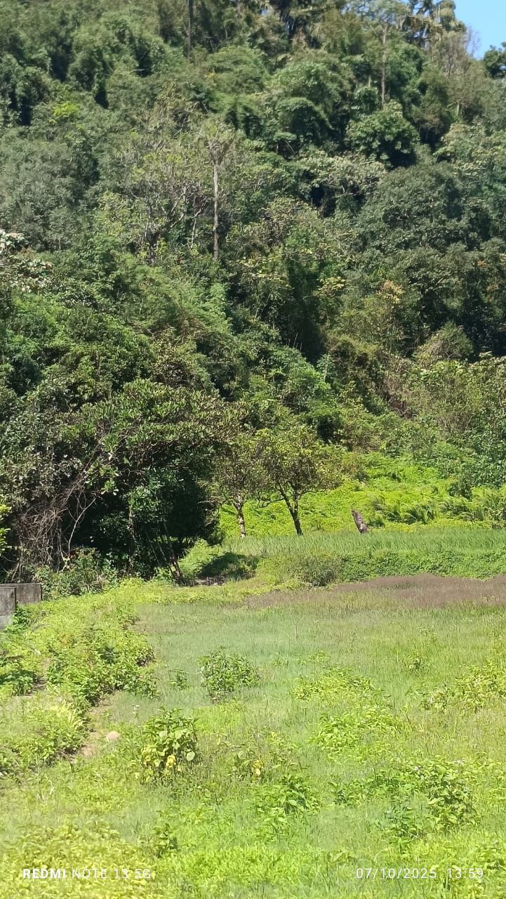 9.5 Acre River Touch Farmland for Sale – Garvale, Coorg